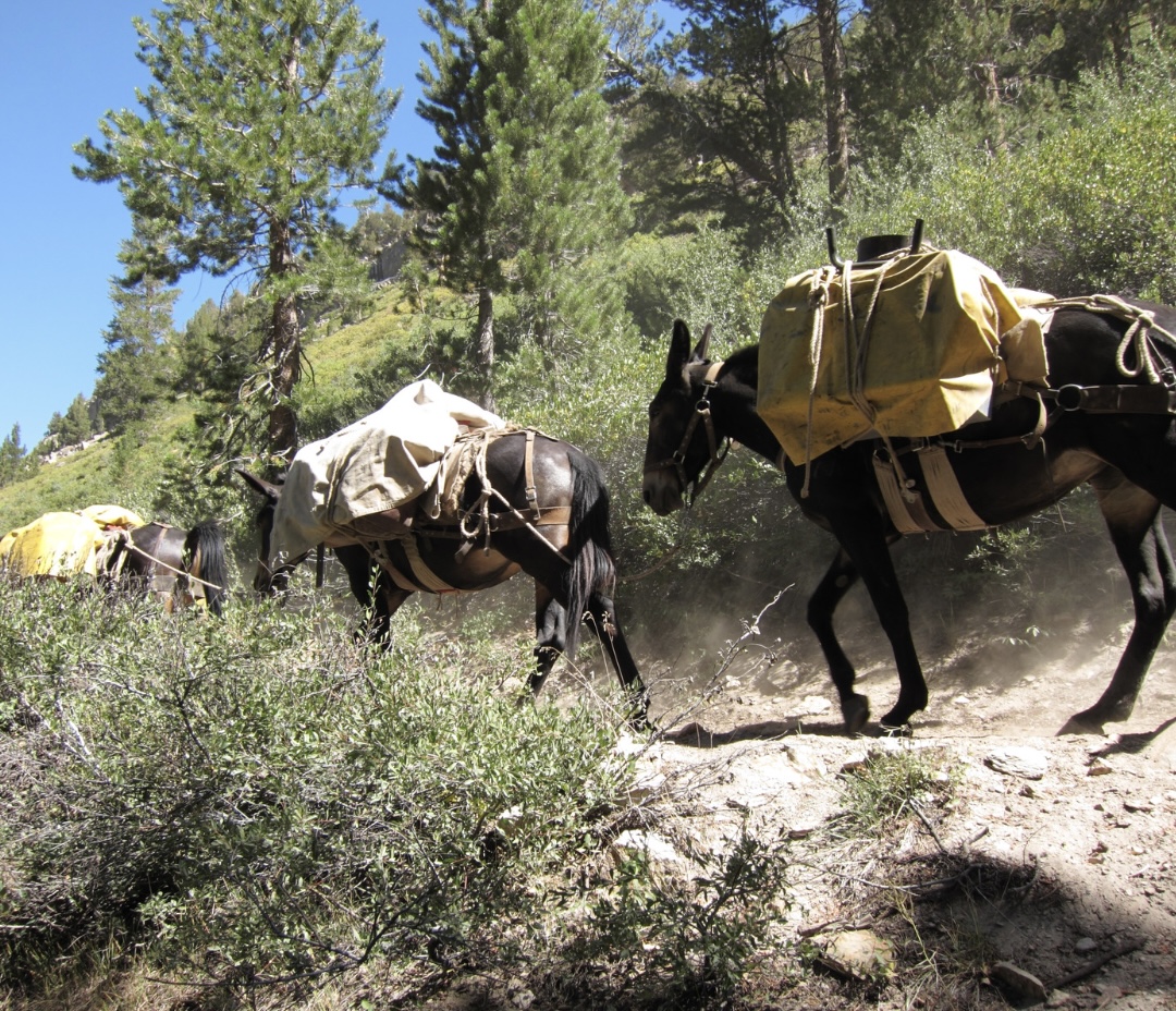 Hike from Dzongri to Tsokha.