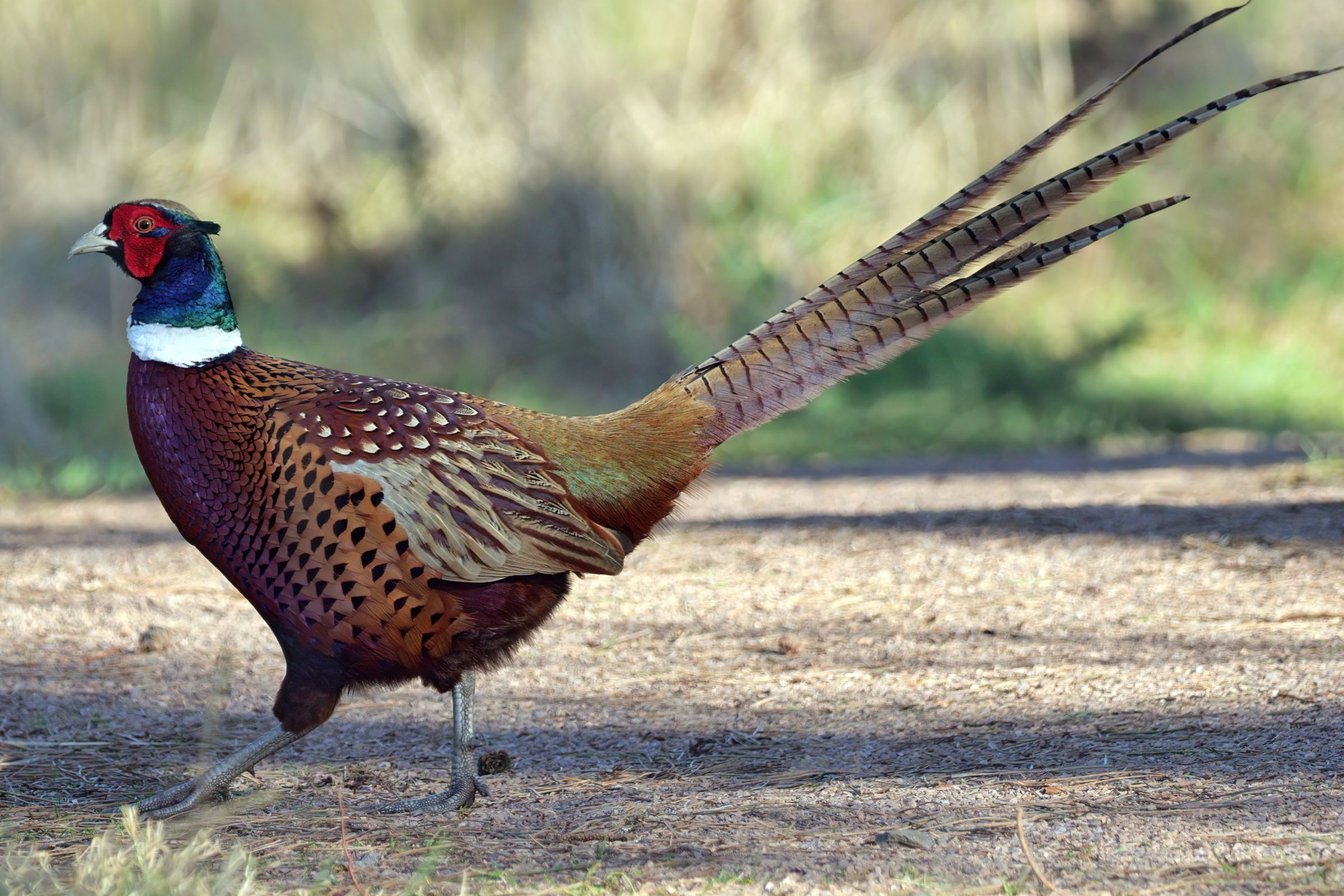 Bird watchers find these spots in Darjeeling irresistible!