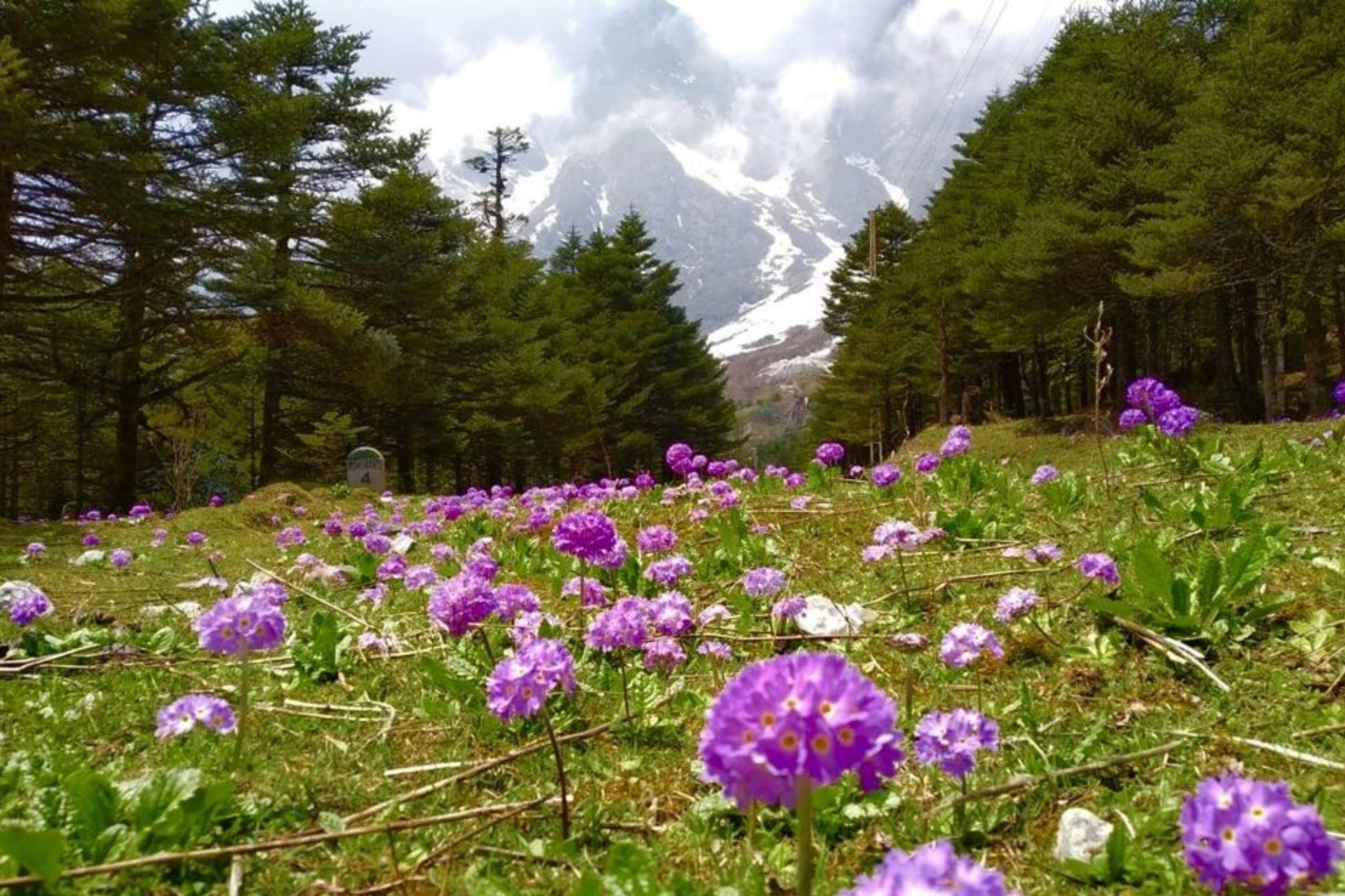 In the foreground of the image, vibrant alpine flowers dominate the scene. A carpet of rhododendrons in various shades of pink, red, and white blankets the ground, interspersed with clusters of yellow and purple primulas. The delicate petals of the flowers catch the sunlight, casting a soft, colorful glow across the landscape.