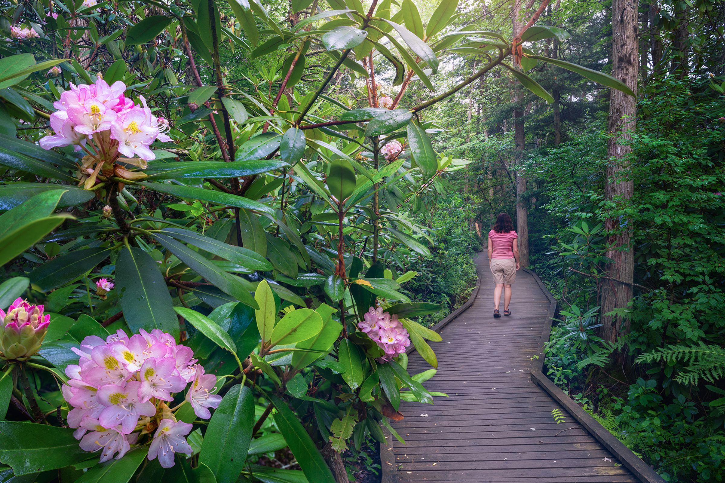 Rhododendron Sanctuary