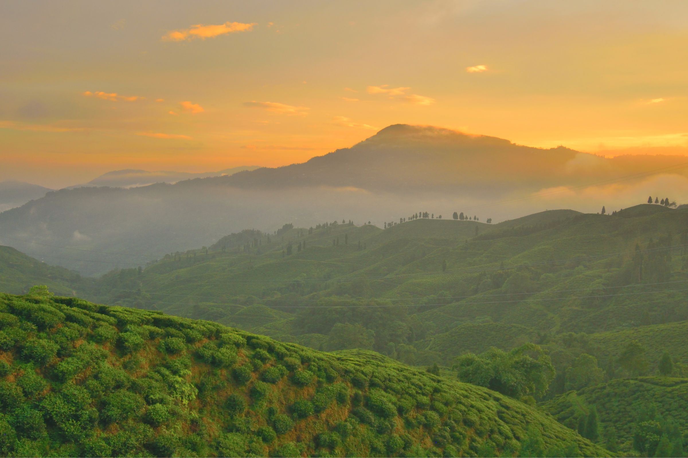 Tea Estate