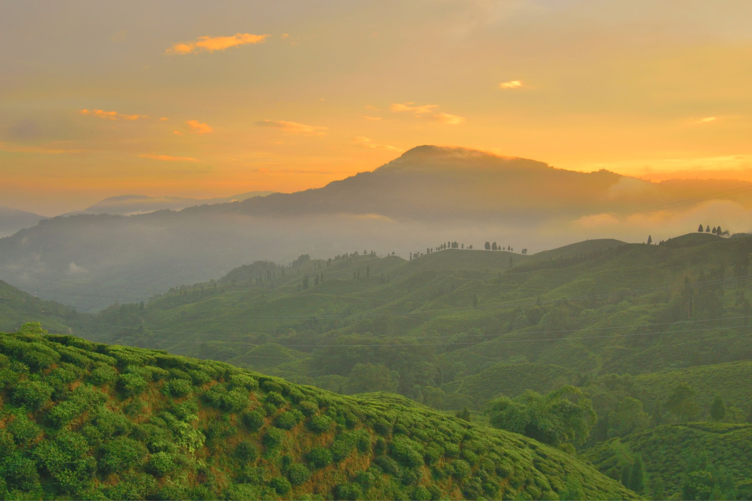 Tea Estates