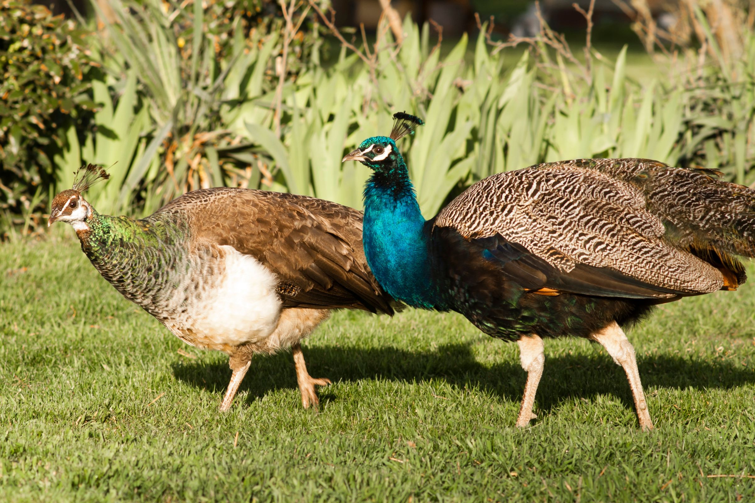 Why Peacocks Migrate to Naxal Golai in Pashok Tea Garden, Darjeeling