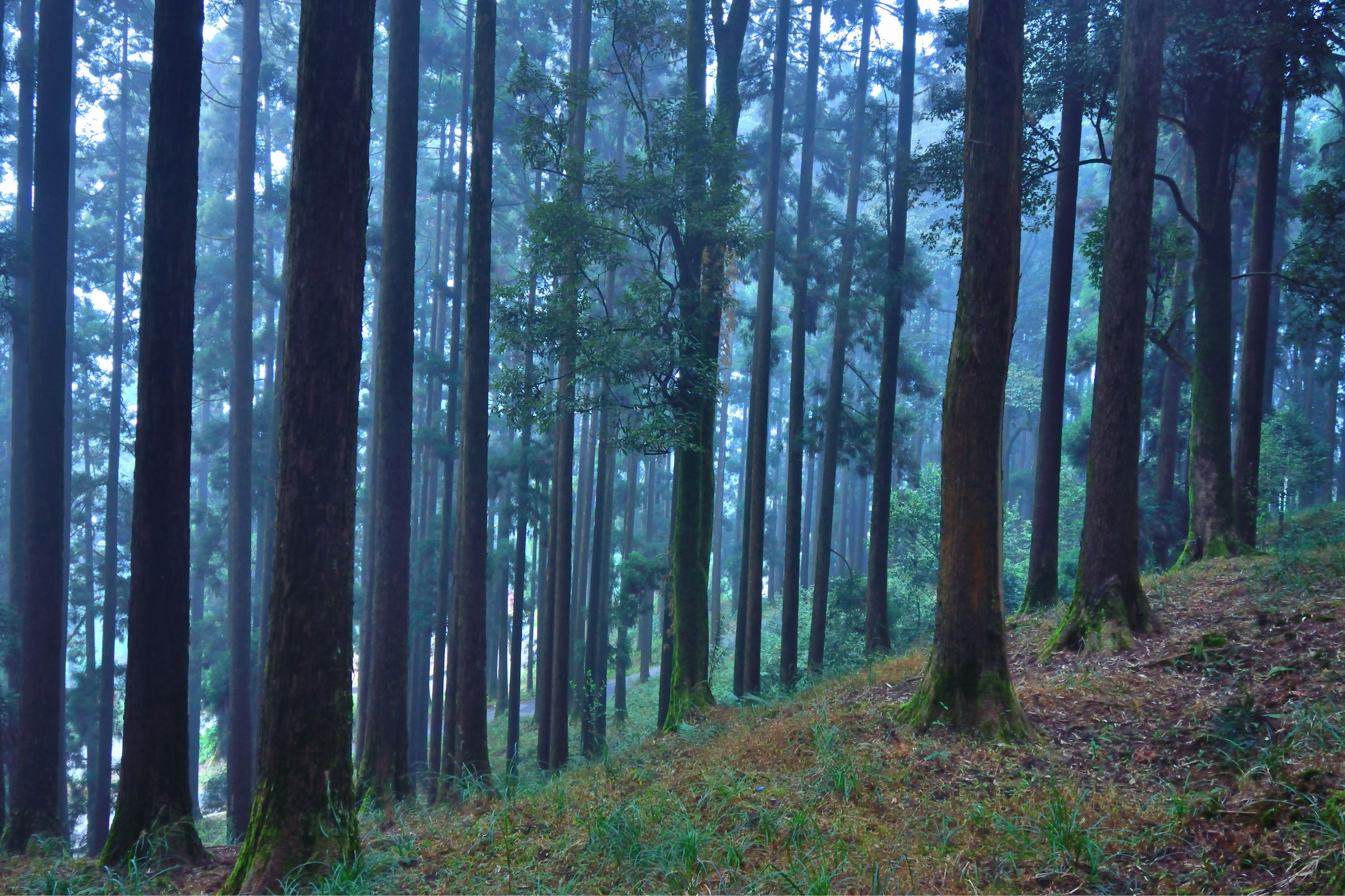 Nature Walk Gangtok