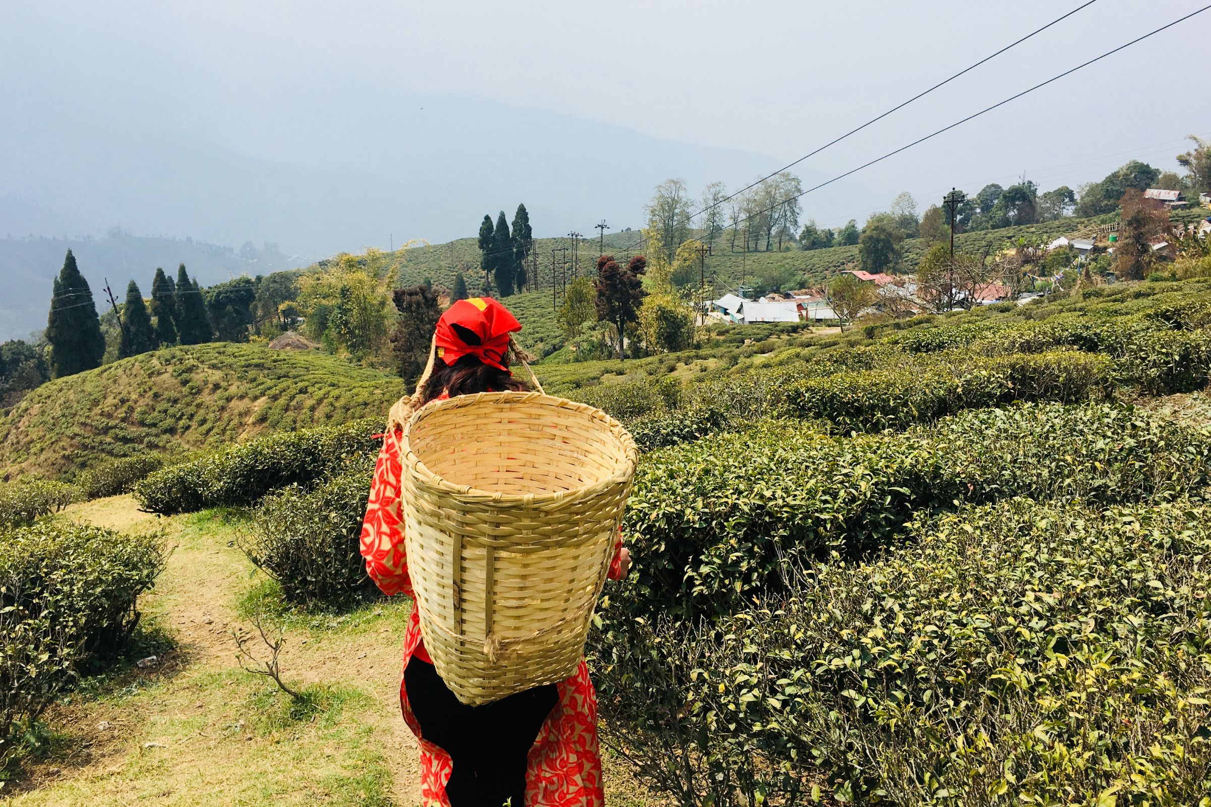 tea estate