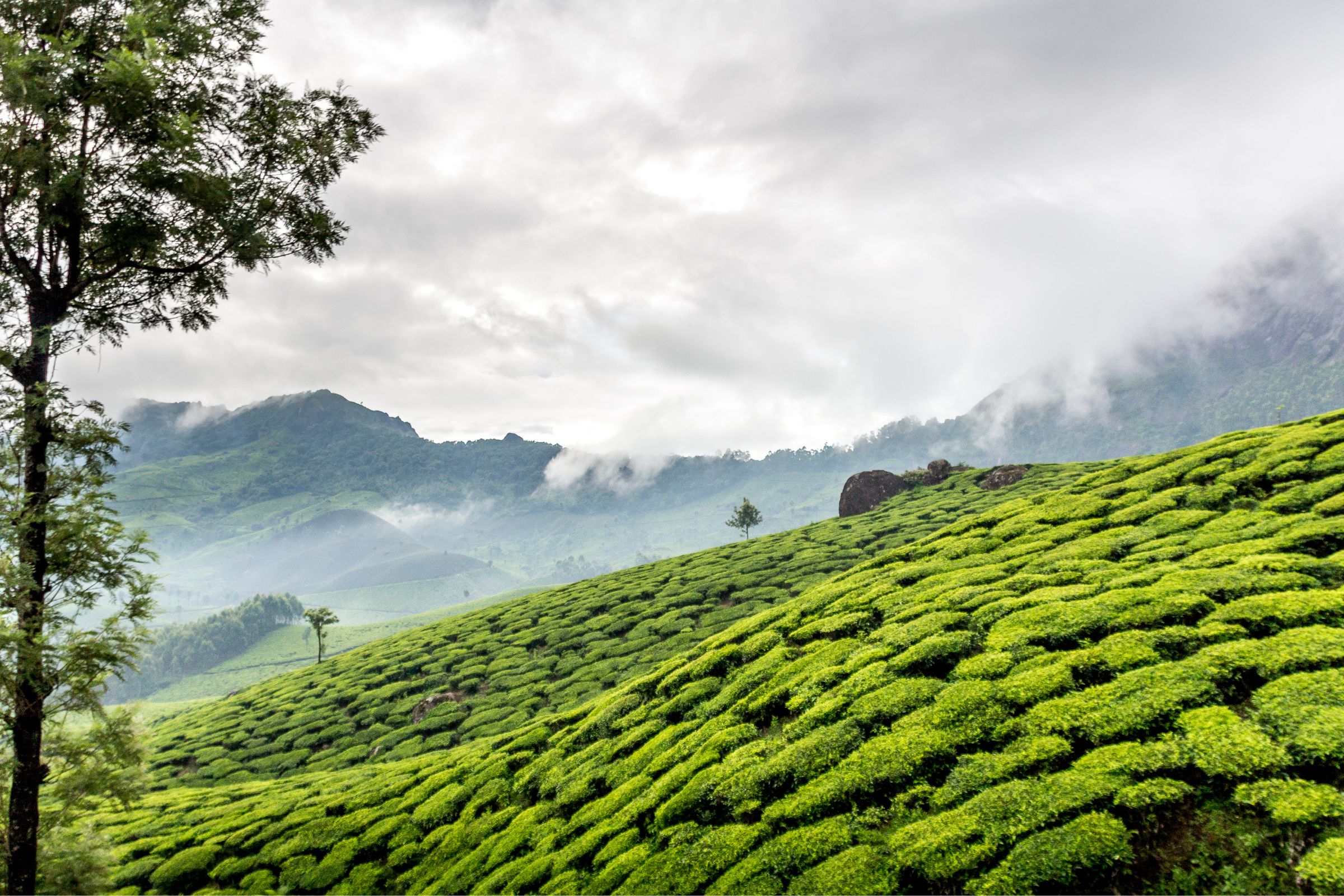 Tea estate